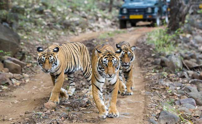 delhi-agra-jaipur-and-ranthambore-by-car